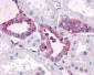 SGK3 Antibody (N-Terminus)